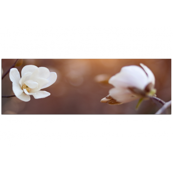 Obraz na plátně - Krásná bíle magnolie - panoráma
